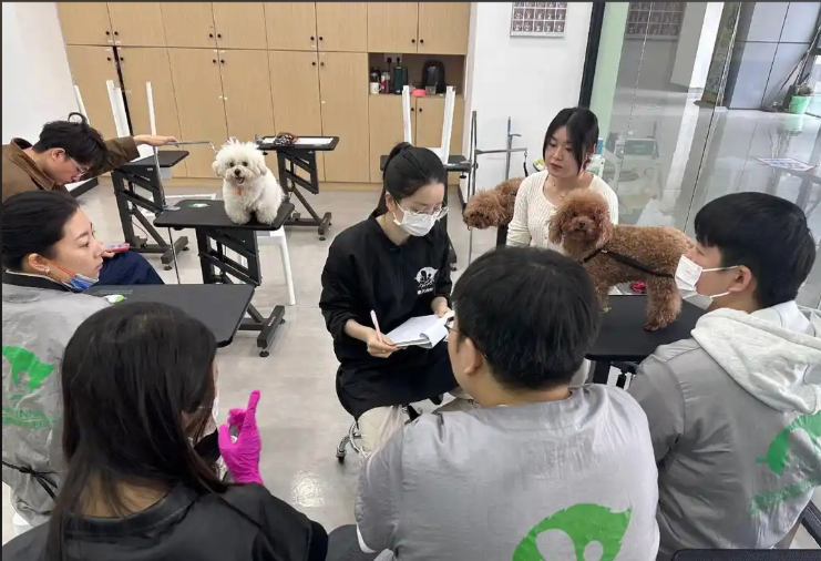 滨州市宠物美容师宠物美容培训学校 - 哪里好